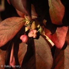 EUONYMUS ALA GROVE COMPACT