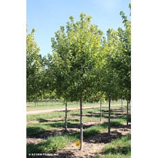 ACER FRE SIENNA GLEN