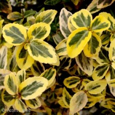 EUONYMUS FOR EMERALD N GOLD