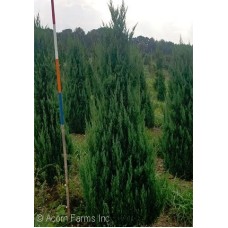 JUNIPERUS CHI BLUE POINT