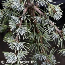 CEDRUS ATL GLAUCA PENDULA