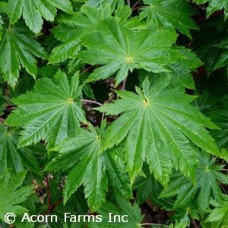 ACER JAP VITIFOLIUM