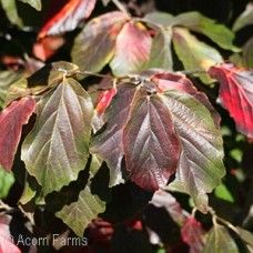 PARROTIA PER VANESSA