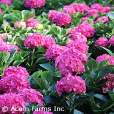 HYDRANGEA MAC RED SENSATION