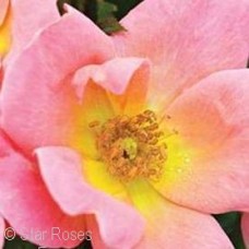 ROSA KNOCK OUT RAINBOW SHR