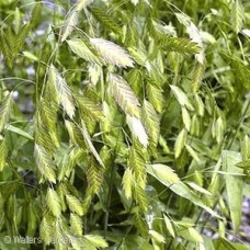 CHASMANTHIUM LATIFOLIUM