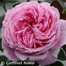 ROSA SUMMER ROMANCE FL