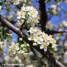 MALUS SARGENTII