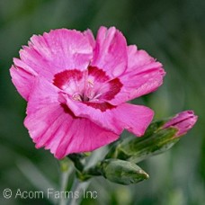 DIANTHUS BUMBLEBERRY PIE