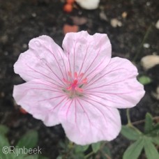 GERANIUM SAN PINK SUMMER