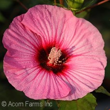 HIBISCUS CANDY CRUSH