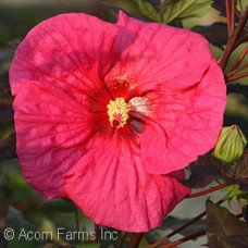 HIBISCUS EVENING ROSE
