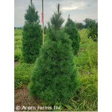 PINUS STROBUS