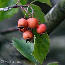 CRATAEGUS VIRIDIS WINTER KING