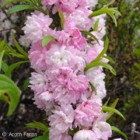 PRUNUS GLANDULOSA