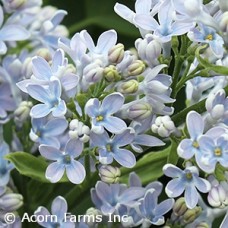 SYRINGA VUL WEDGEWOOD BLUE