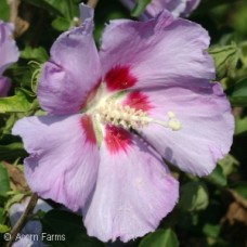 HIBISCUS SYR MINERVA