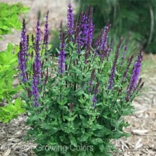 SALVIA NEM CARAMIA