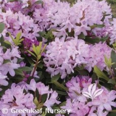 RHODODENDRON MAXIMUM PINK