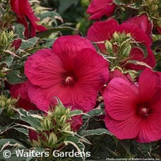 HIBISCUS SUMMER CARNIVAL