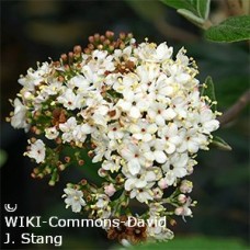 VIBURNUM PRAGENSE