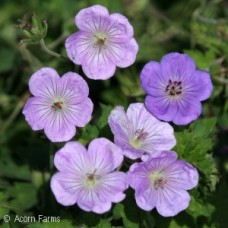 GERANIUM AZURE RUSH