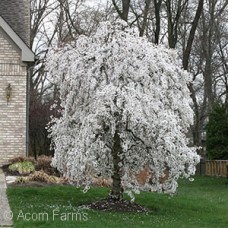 PRUNUS SNOWFOUNTAIN