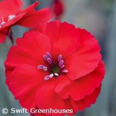 DIANTHUS CHERRY PIE
