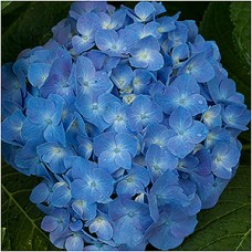 HYDRANGEA MAC BLUE JANGLES