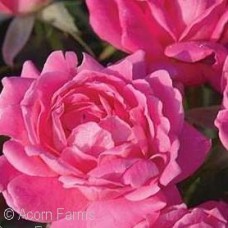 ROSA KNOCK OUT DOUBLE PINK SHR