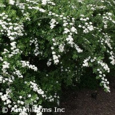 SPIRAEA NIP SNOWMOUND