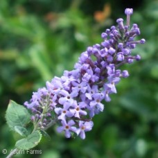 BUDDLEIA BLUE HEAVEN