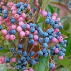 VIBURNUM NUDUM WINTERTHUR