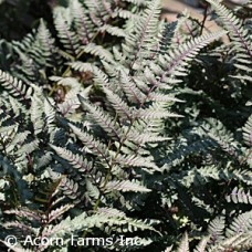 ATHYRIUM NIP RED BEAUTY
