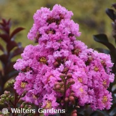 LAGERSTROEMIA ASSORTED