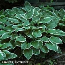 HOSTA FRANCEE