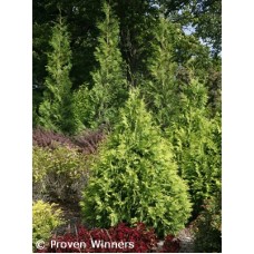 THUJA OCC POLAR GOLD