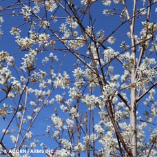 AMELANCHIER CUMULUS