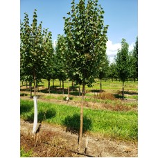 TILIA COR GREENSPIRE