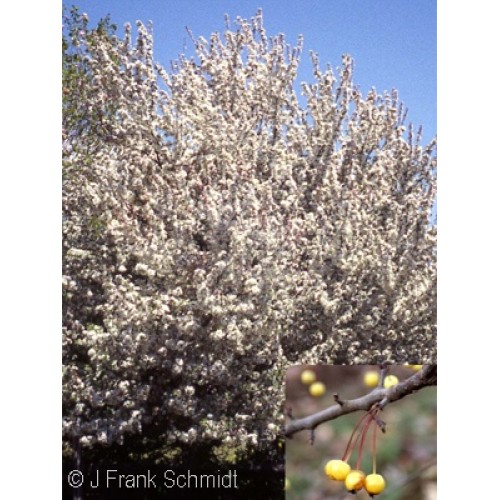 HARVEST GOLD® CRABAPPLE