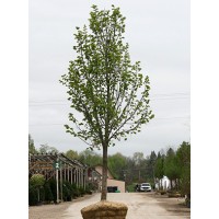 TILIA AME BOULEVARD TILIA AME BOULEVARD