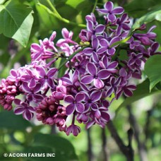 SYRINGA VUL SENSATION