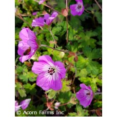 GERANIUM KELLY ANNE