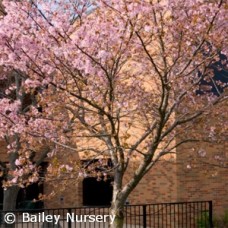 PRUNUS SARGENTII SPRING WONDER