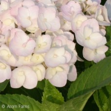 HYDRANGEA MAC BLUSHING BRIDE