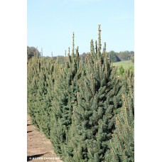 PICEA ABIES CUPRESSINA