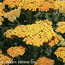 ACHILLEA SASSY SUMMER SUNSET