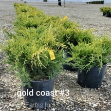 JUNIPERUS CHI GOLD COAST