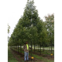 ACER FRE CELEBRATION