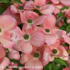 CORNUS RUT STELLAR PINK